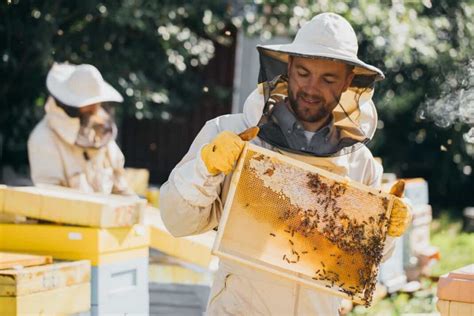 bee in the philippines|Beekeeping in the Philippines: Exploring Apiculture Industry in the .